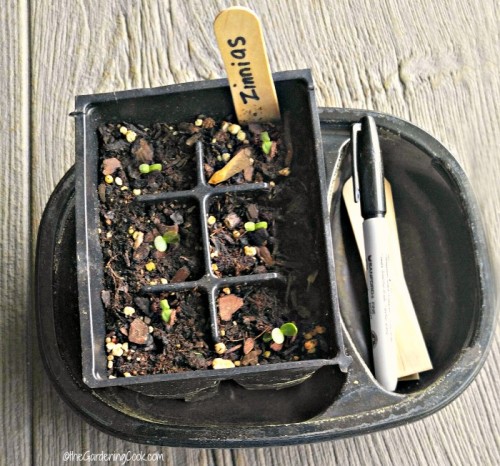 Frozen food trays make great seedling trays