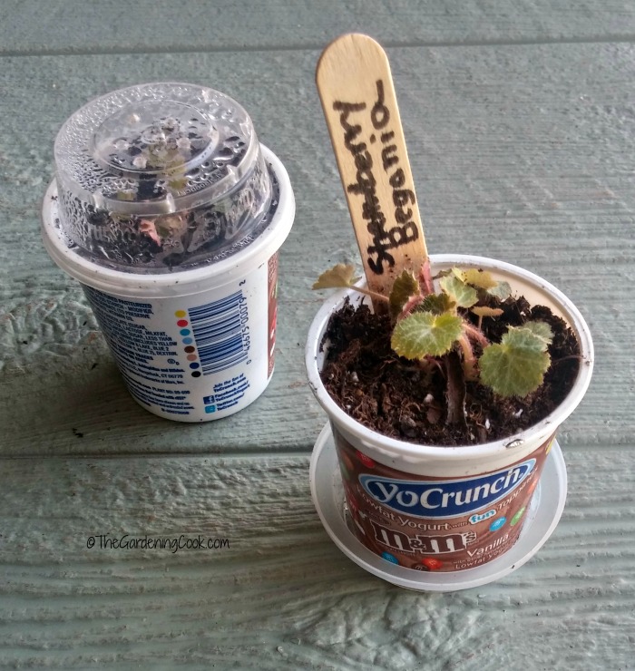 yogurt planting pots