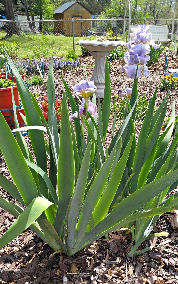 Purple bearded irises