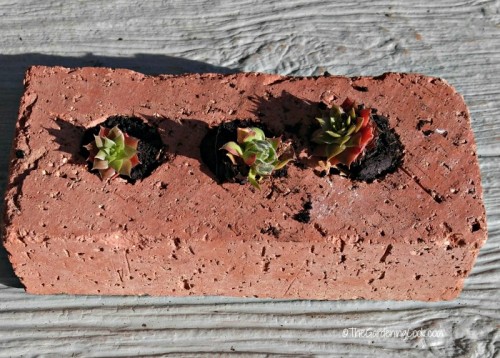 brick planted with succulents
