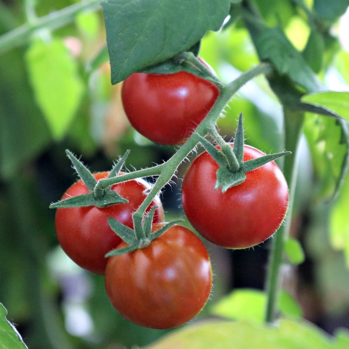 Dos & Don’ts Tips for Growing Great Tomatoes