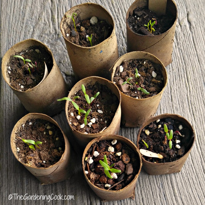 Eco -friendly Cardboard Tube Seed Starting Pots