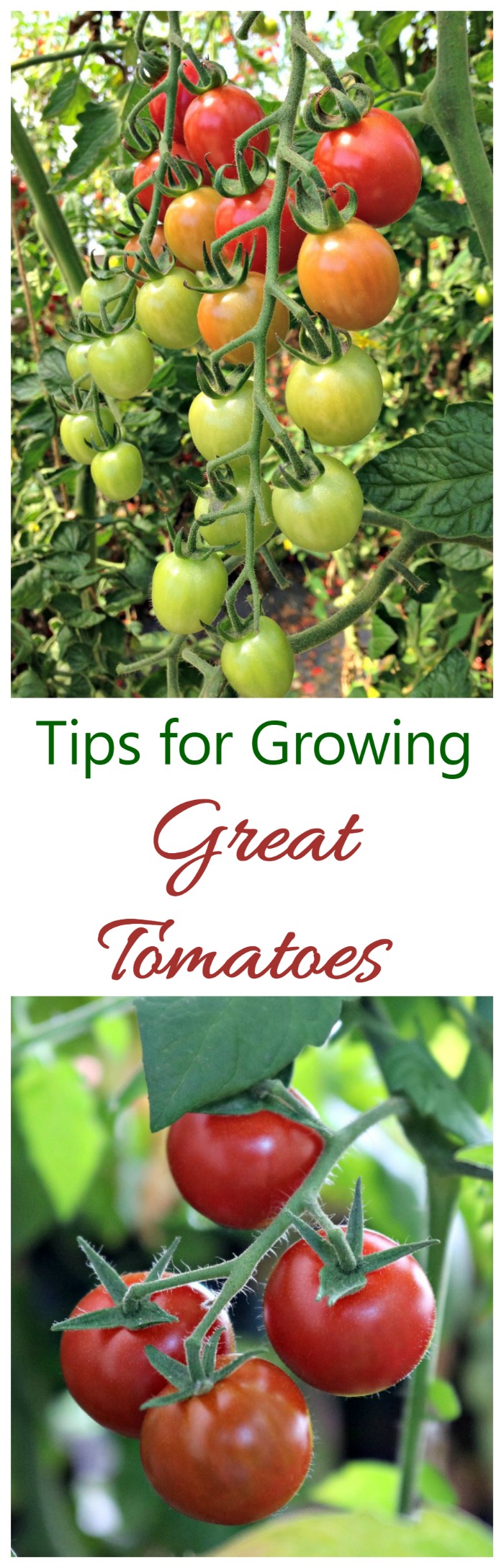 One of the nicest things about summer is the taste of home grown tomatoes. Follow these tips for growing great tomatoes to make sure you have a bumper crop this year.