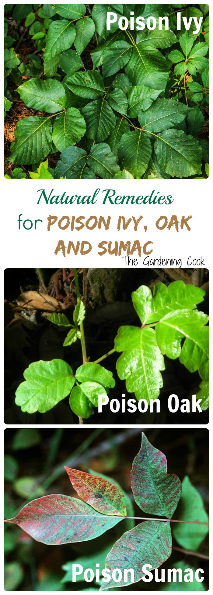 Natural Remedies for Poison Ivy, Poison Oak and Poison Sumac. Leaves of three, let them be! thegardeningcook.com