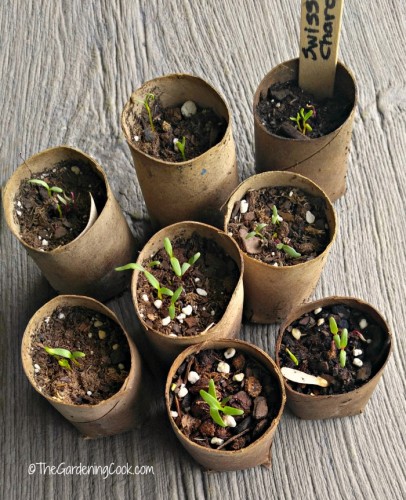 Eco-friendly, biodegradable seed starting pots.