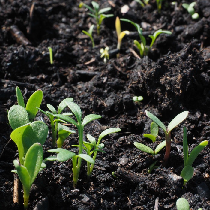 10 Frugal Seed Starting Pots and Containers