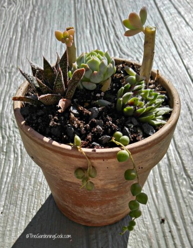 Small succulent garden