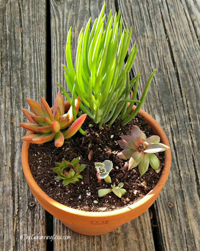 Large terracotta succulent planter