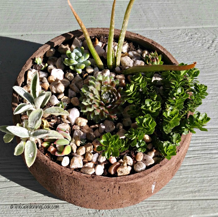 Round planter with succulents