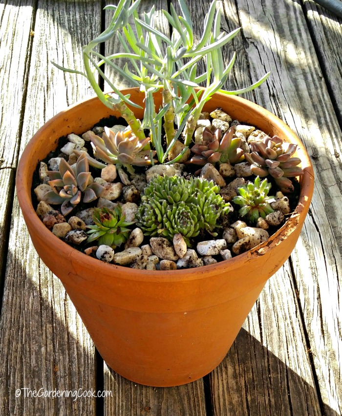 Clay pot with succulents