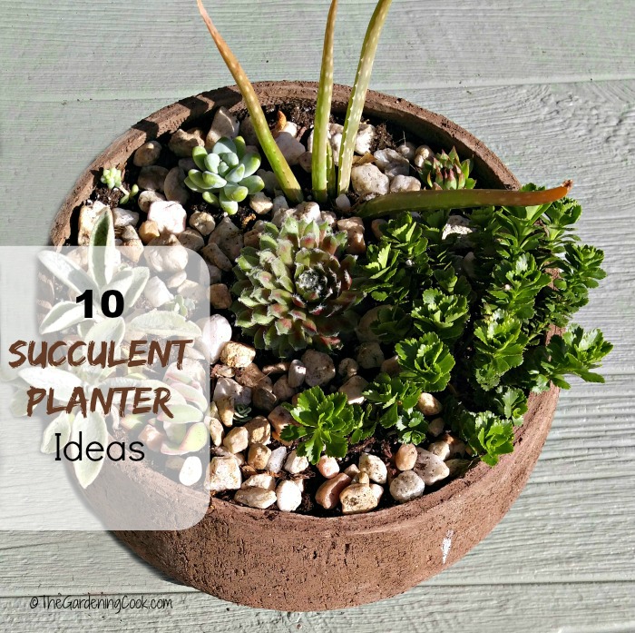 Rustic Succulent Planters That Can Take the Heat