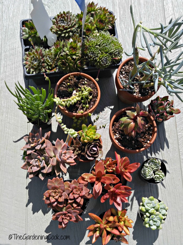 These succulents are ready to plant