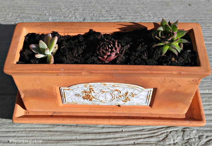 Dollar store planter with succulents