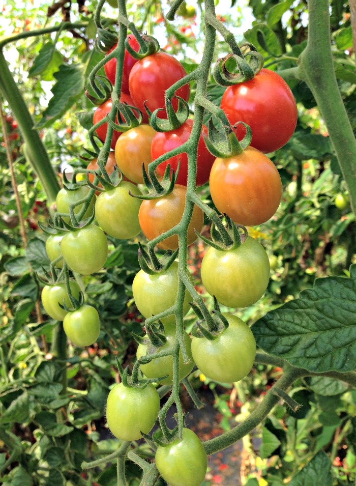 Tomatoes are heavy and need support