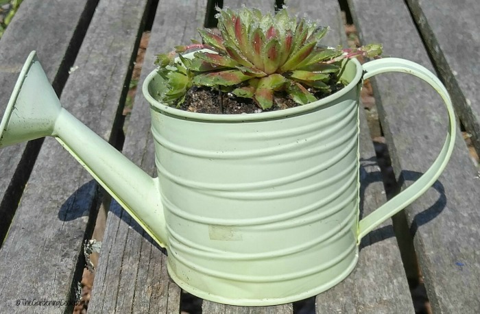 Small green watering can with succulents
