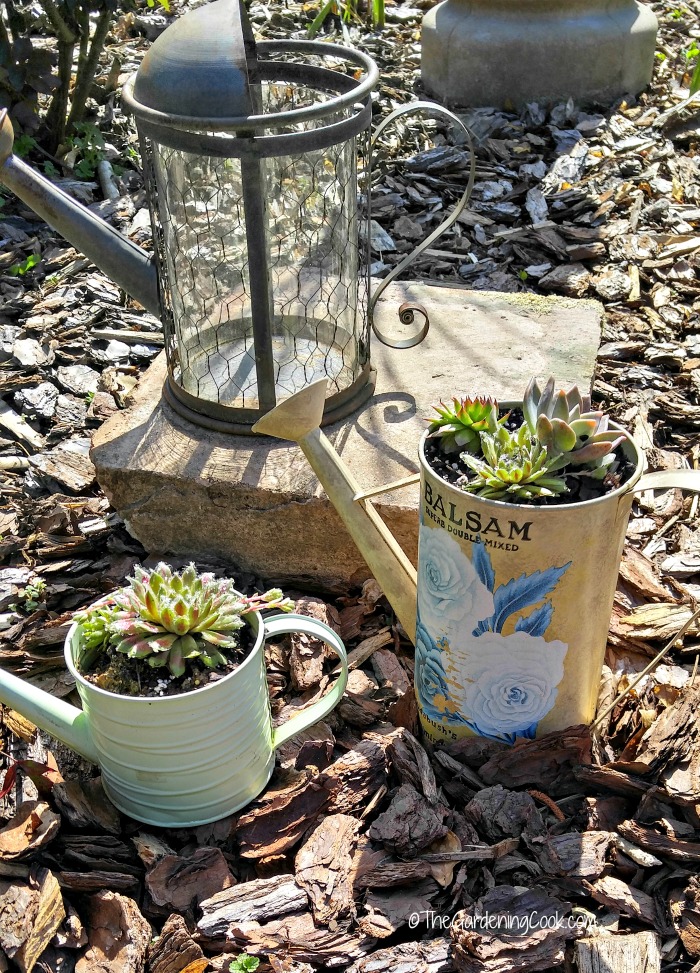 Watering can with succulents