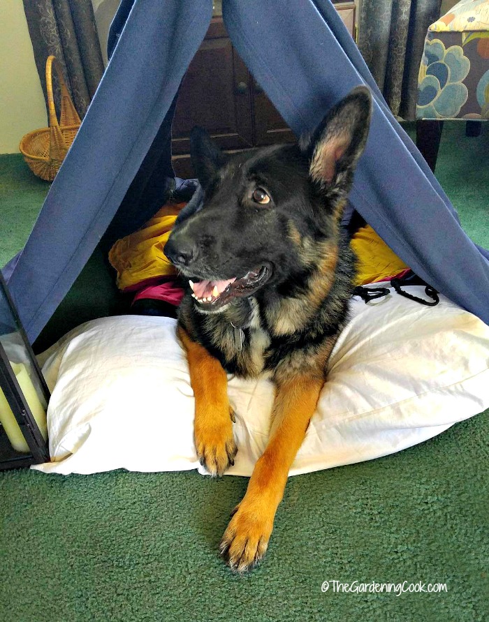 Baron in the tent