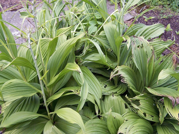 Veratrum nigrum - false hellebore