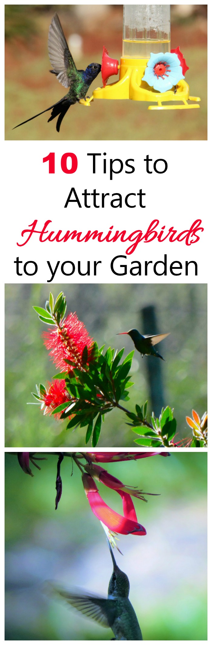 Put these 10 tips to use to attract hummingbirds to your yard and keep them coming back.