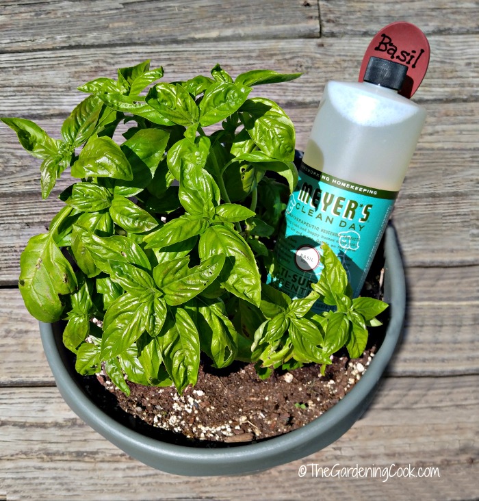 Basil plant and Mrs Meyers Basil cleaner