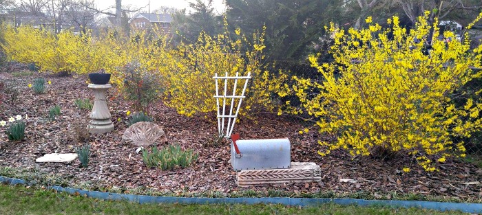 Forsythia bushes