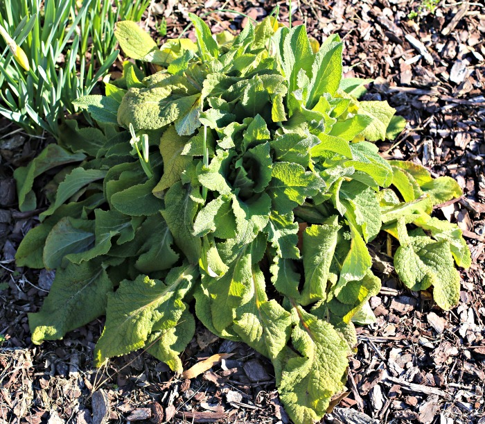 foxglove perennial