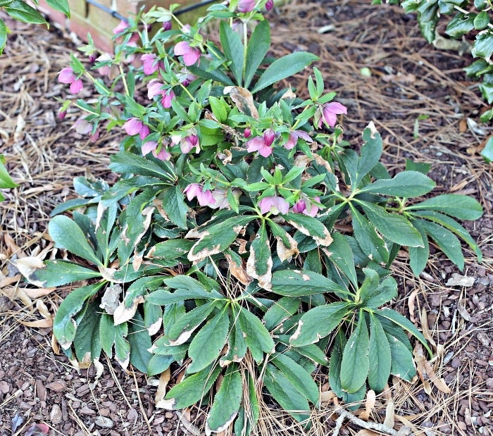 Prune hellebores in early spring