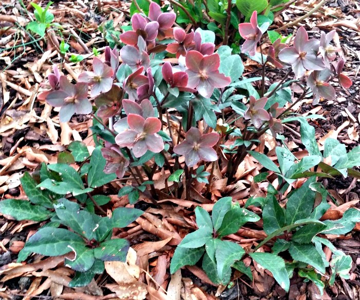 Hellebore in flower