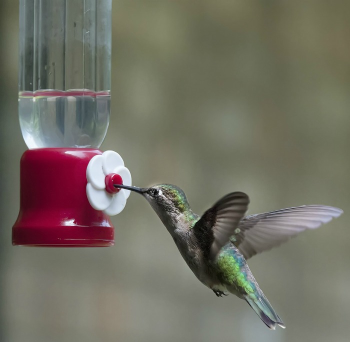 Hummingbird feeder