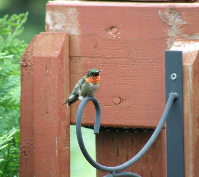 Hummingbird perch