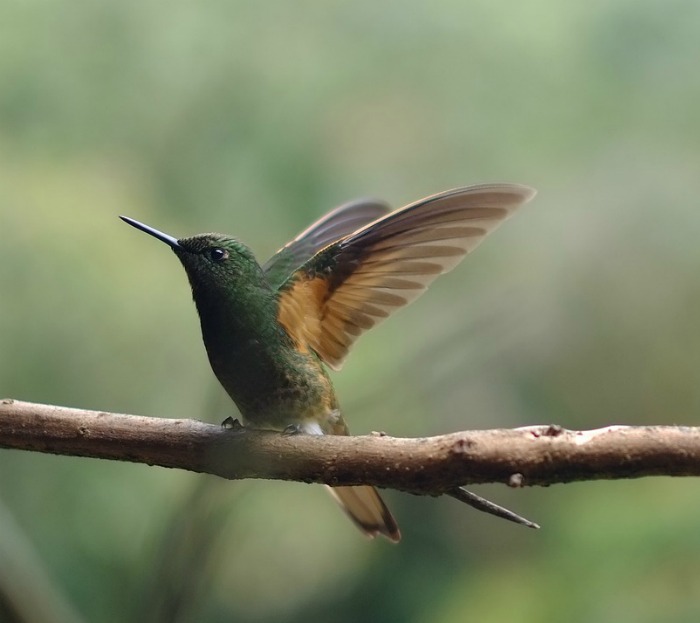 Hummingbird on a branch