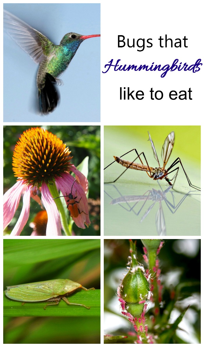 There are many bugs that hummingbirds enjoy in their diet