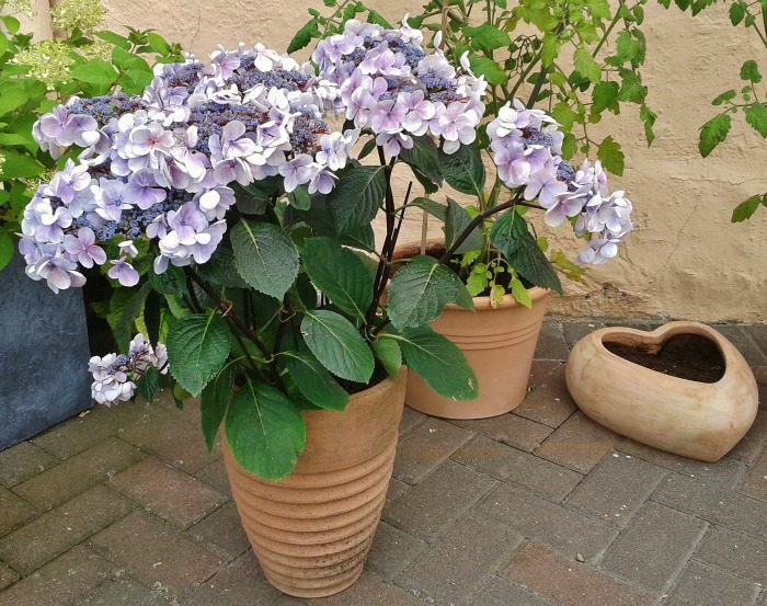 check garden pots in spring