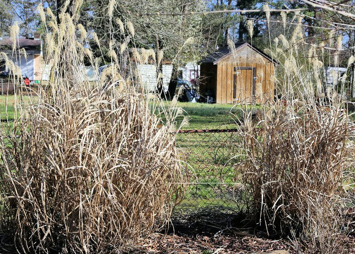Japanese silver grass needs to be cut back in early spring.