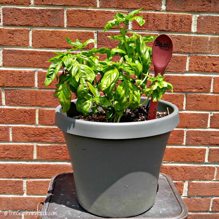 Get into the Gardening Spirit with Plant Something Day