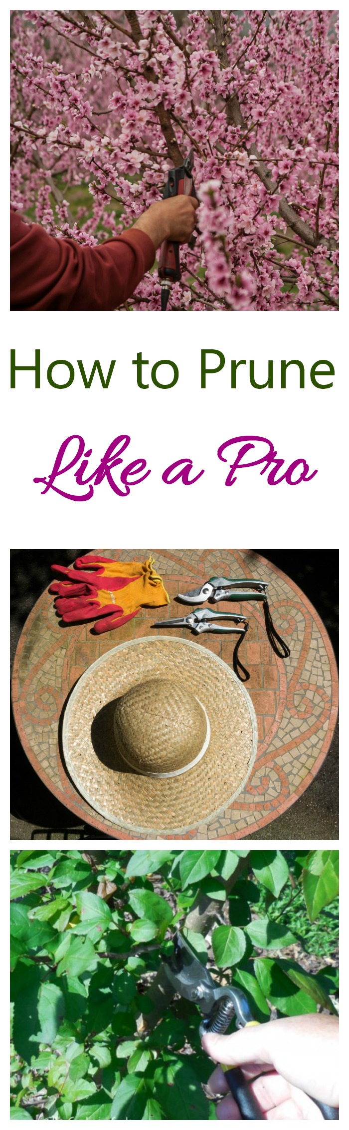These 14 pruning tips will teach you how to prune like a pro.