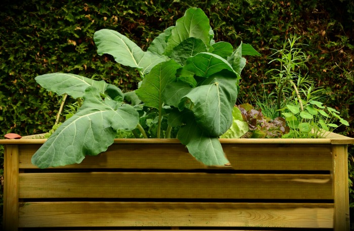 Raised garden beds are easy on the back