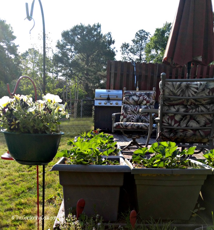 Use raised garden beds for pain free gardening.