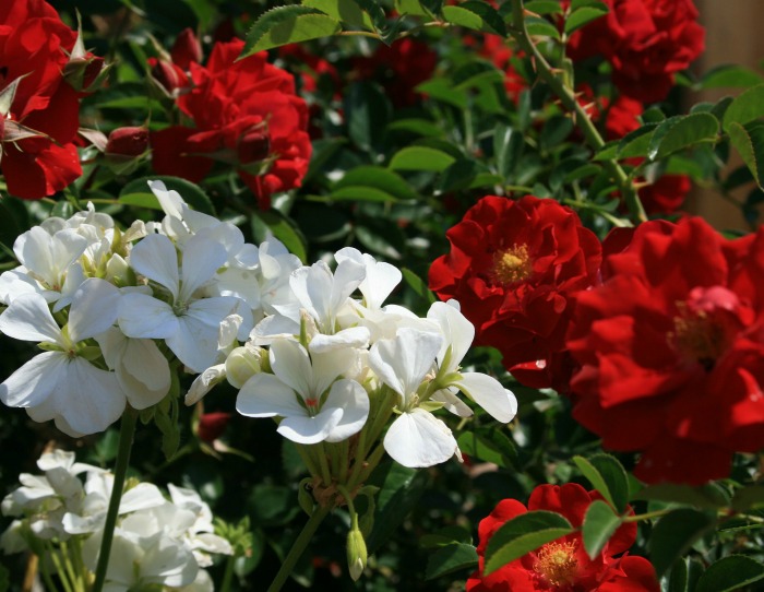 Rose bush