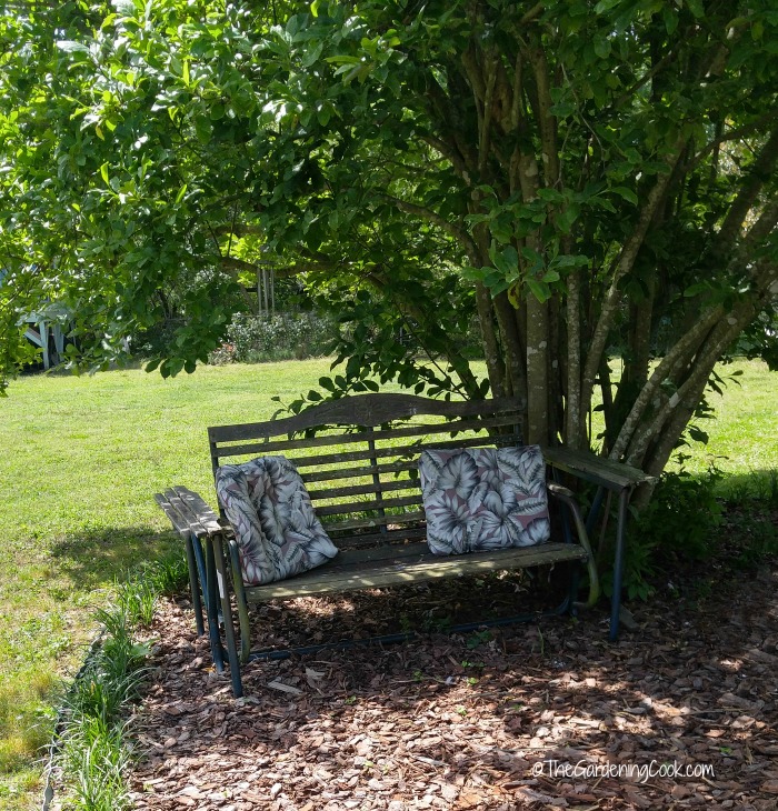 Garden bench slider and magnolia tree