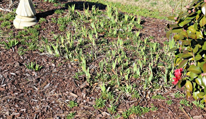 weedy garden beds