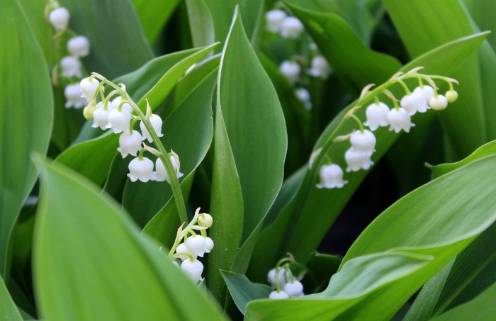Lily of the valley Lily of the valley is cold hardy down to zone 2~