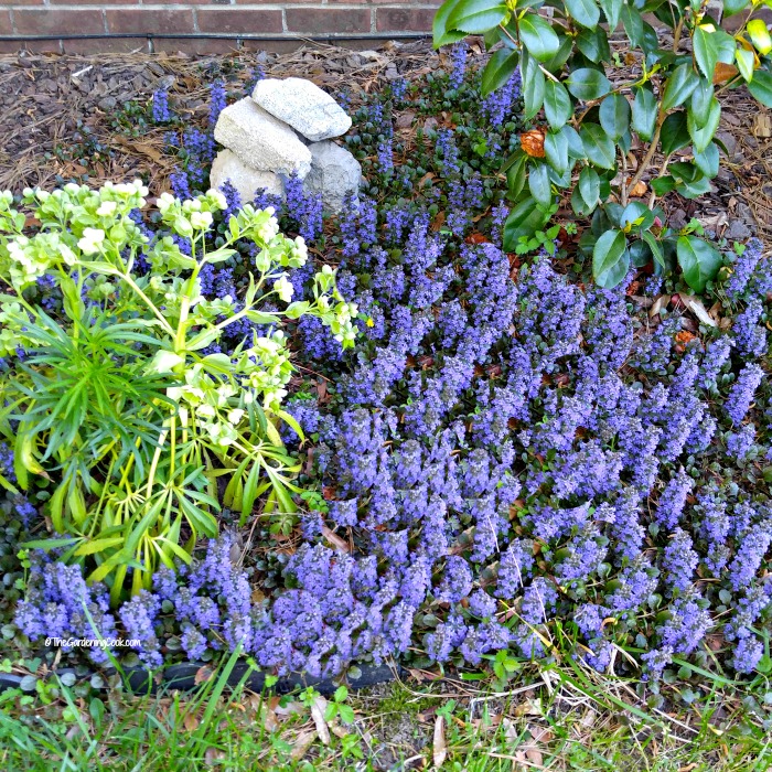 Ajuga - also known as bugleweed, makes a great ground cover
