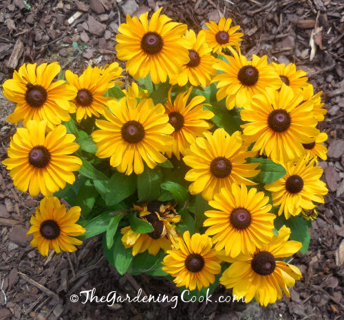 Rudbeckia - Black eyed Susan