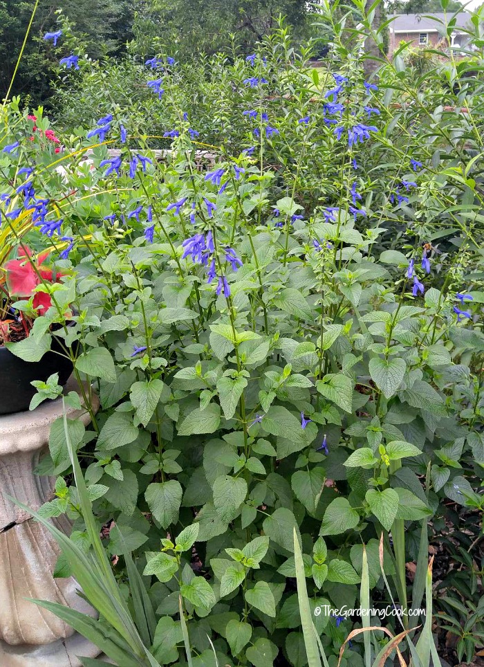 Blue Salvia flowers all summer long
