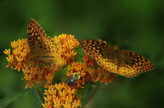 Butterfly weed and butterflies Butterfly weed is hardy in zone 4-9