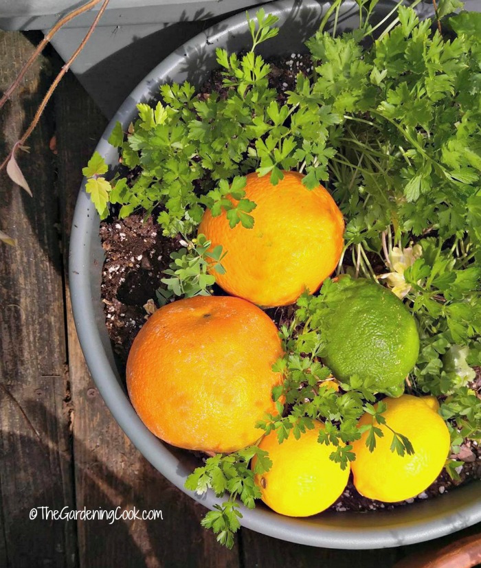 Be careful of moving citrus from one area of the country to another