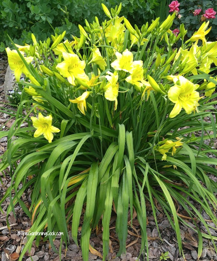 Daylilies are perennial plants that give a magnificent show of color in the garden