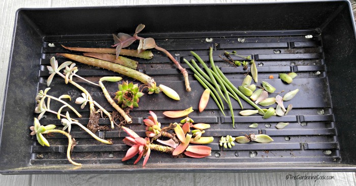propagating succulents from leaves