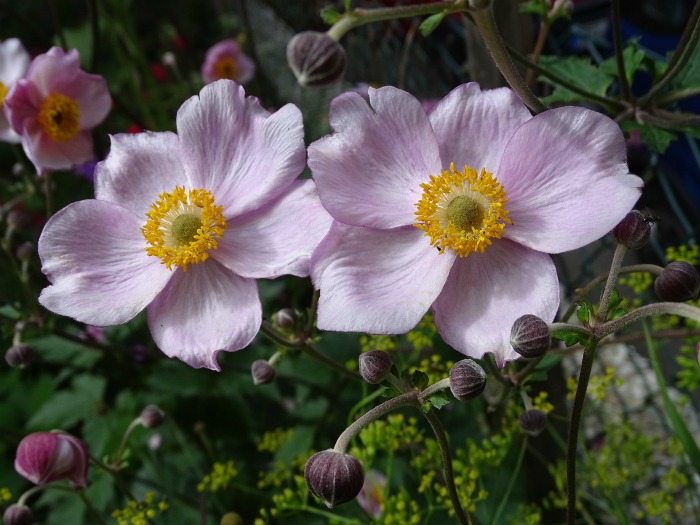 Japanese anemone Japanese anemene
